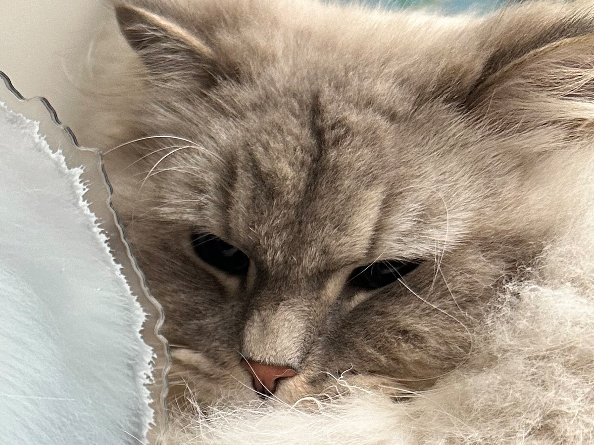 猫とアクスタ