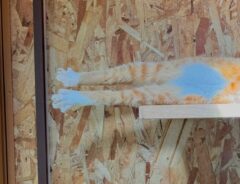 猫の写真