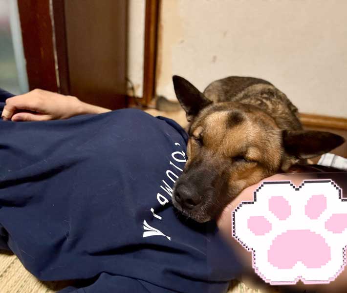 犬と飼い主