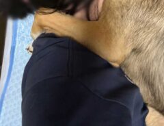 犬と飼い主