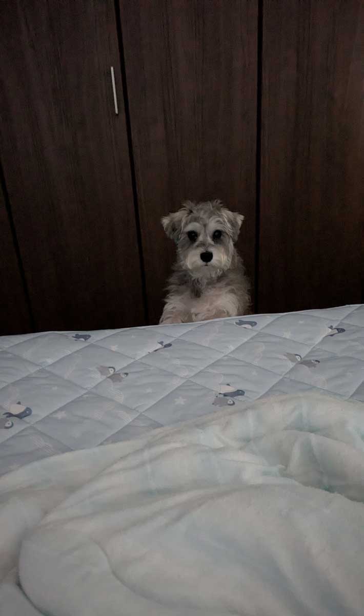 犬の写真