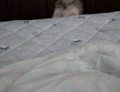 犬の写真