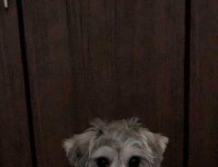 犬の写真