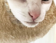 猫の写真