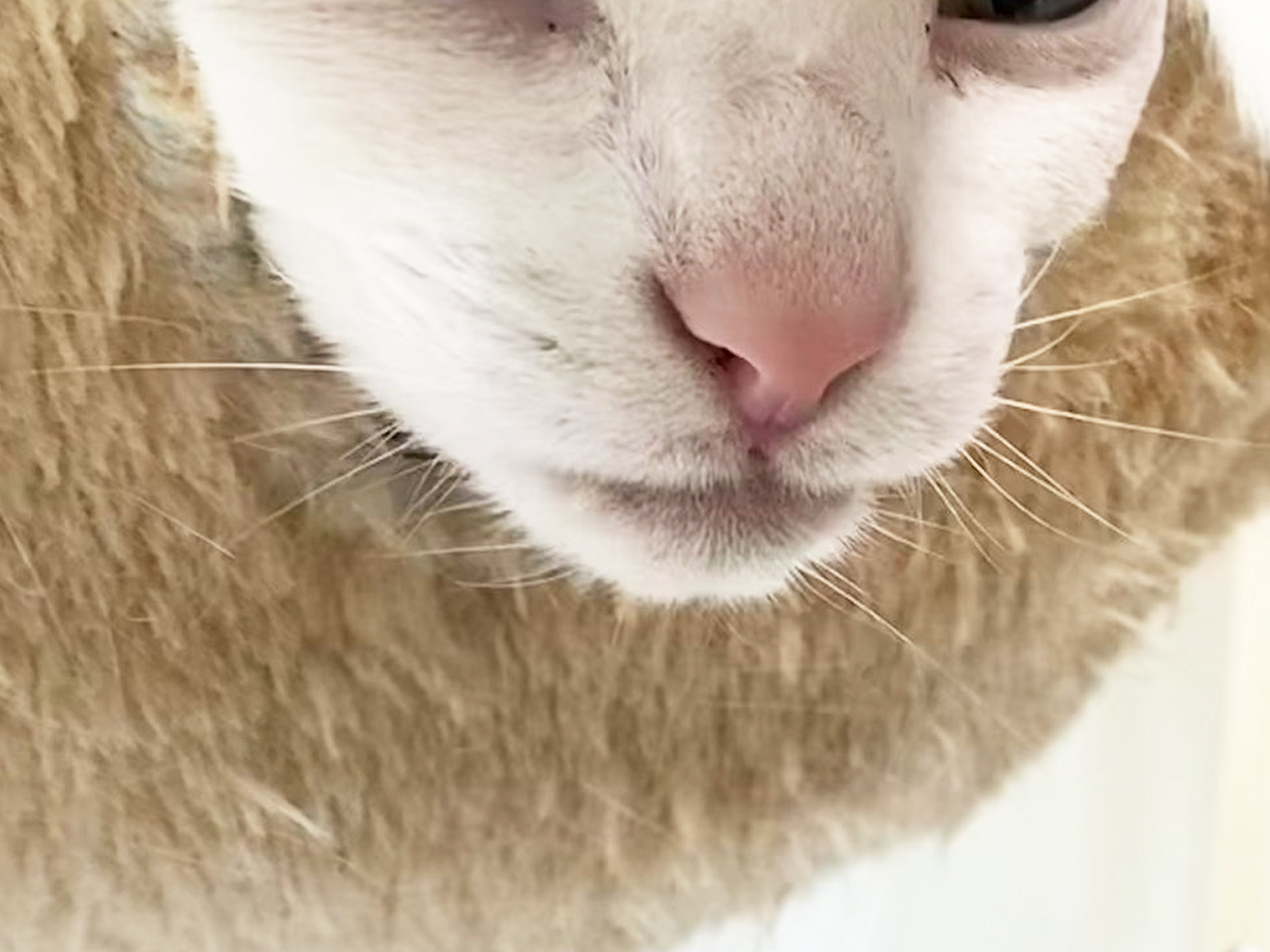 猫の写真