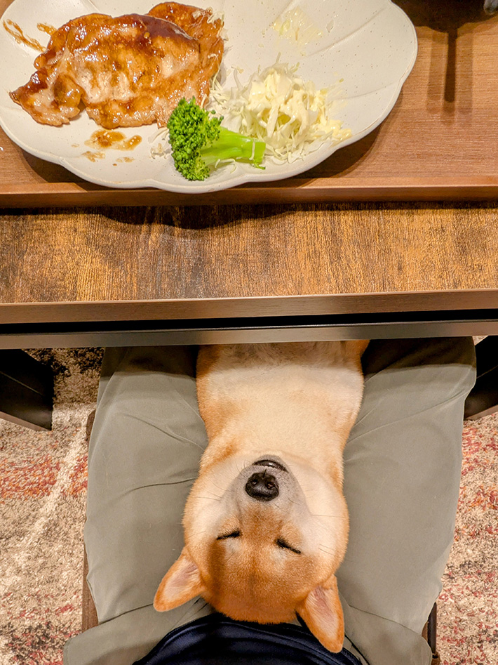柴犬