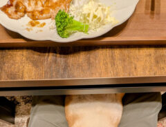柴犬の写真