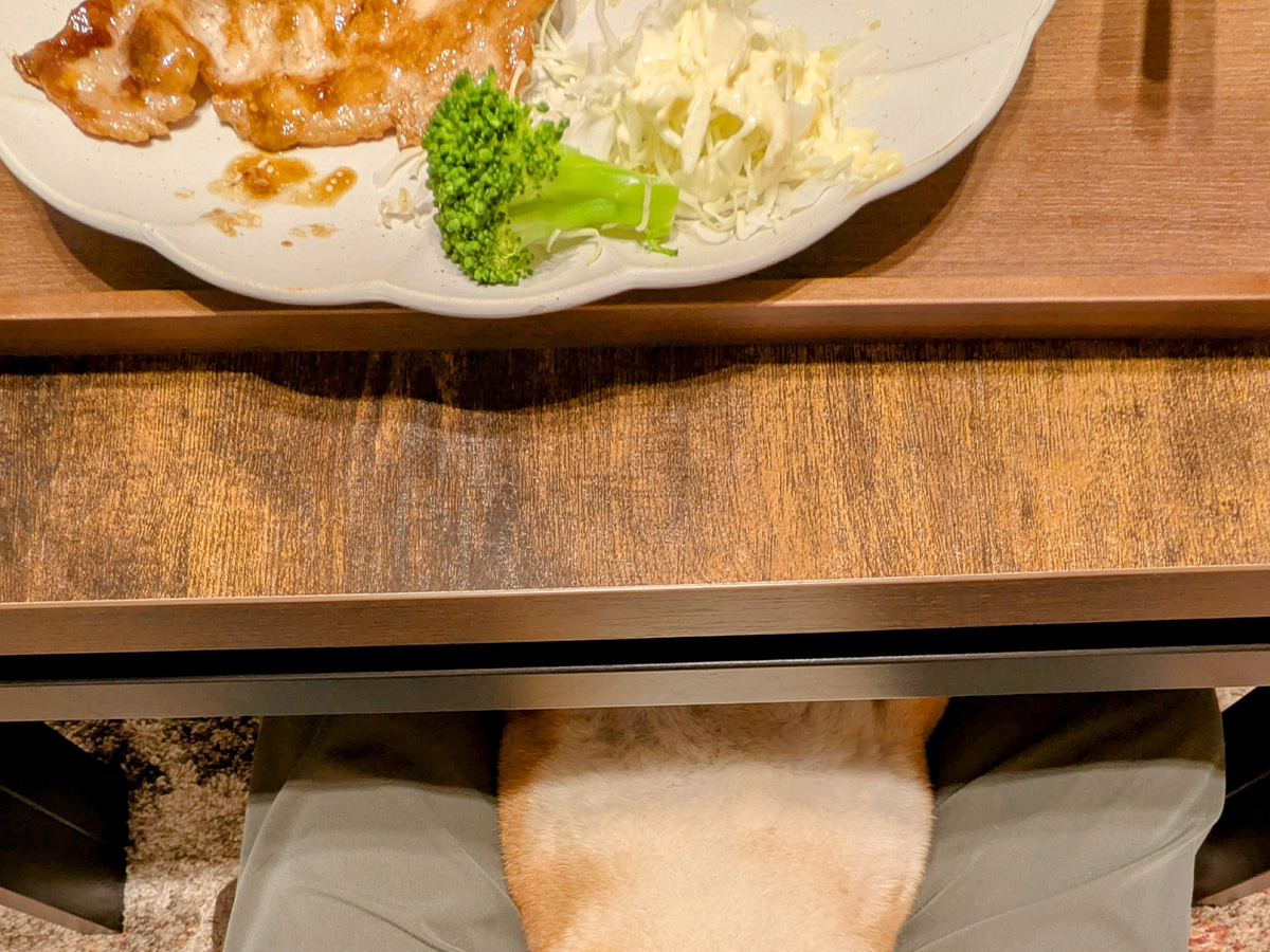 柴犬の写真