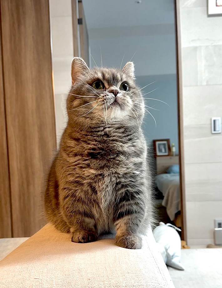 マンチカンのひまりちゃん