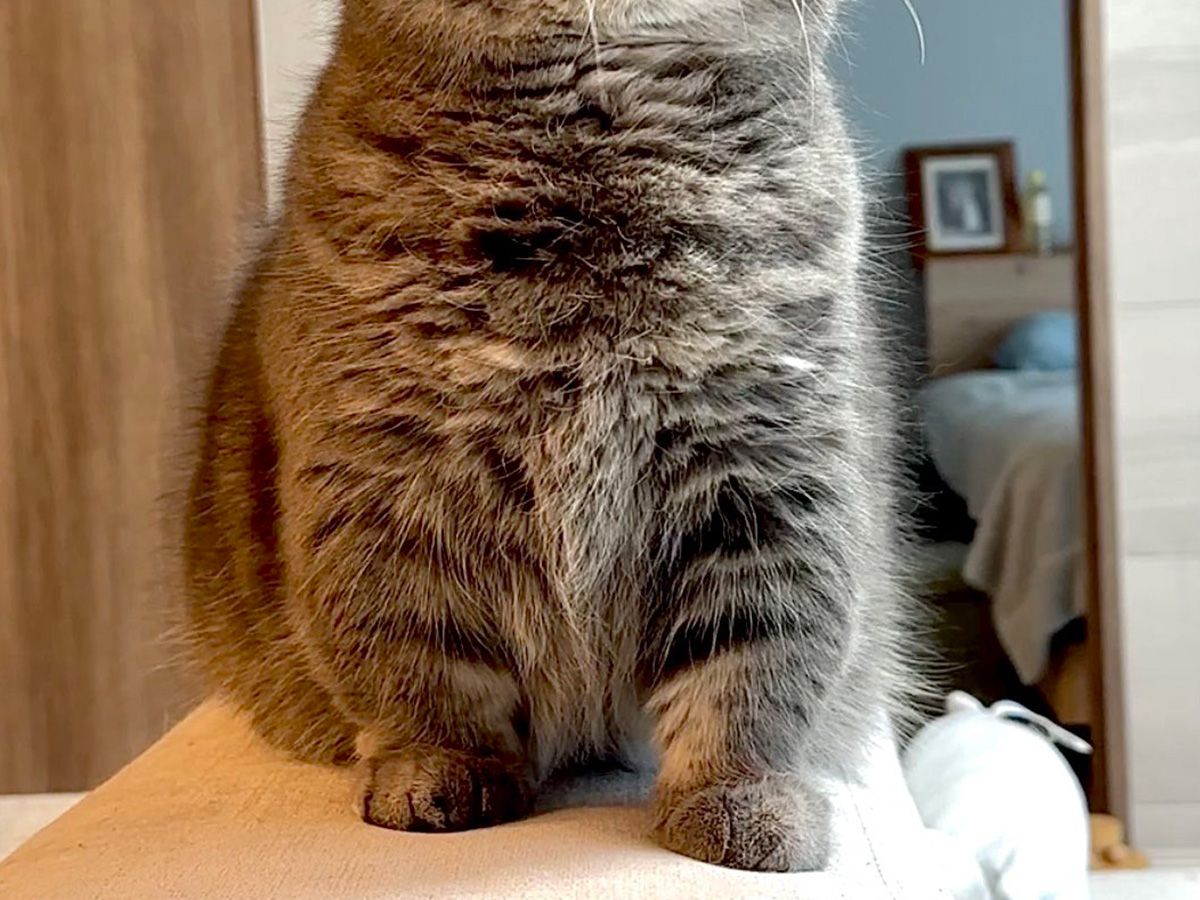 マンチカンのひまりちゃん