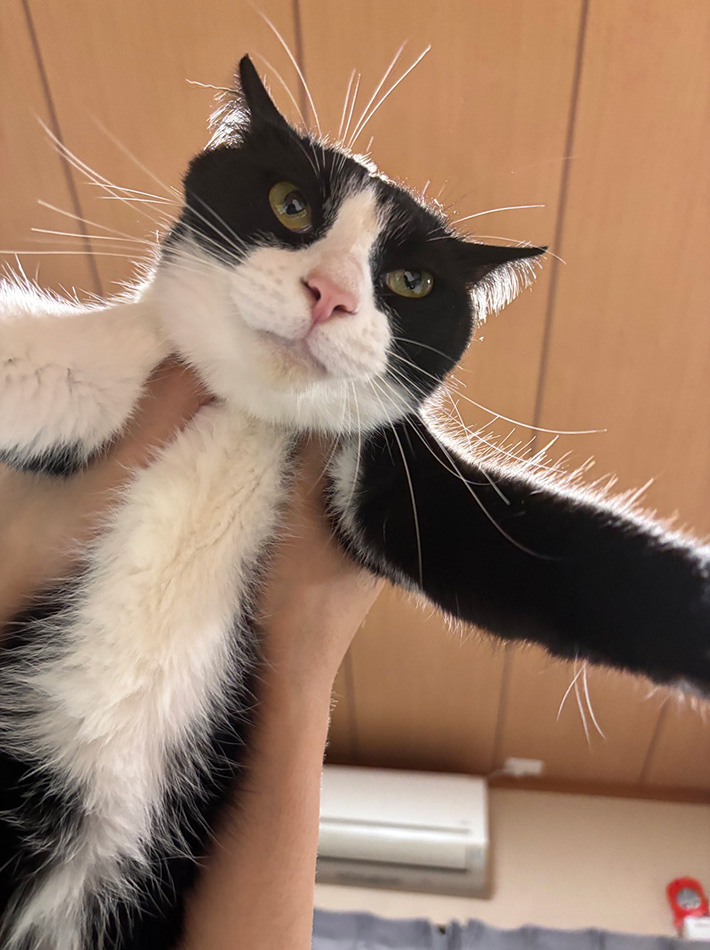 猫のしゃちくん