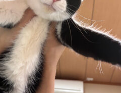 猫のしゃちくん