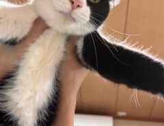 猫のしゃちくん