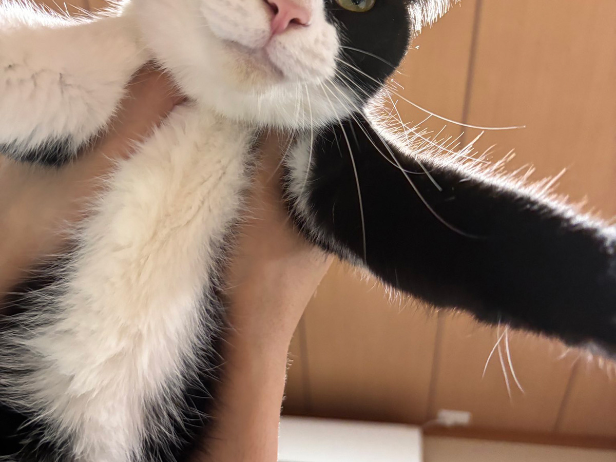 猫のしゃちくん