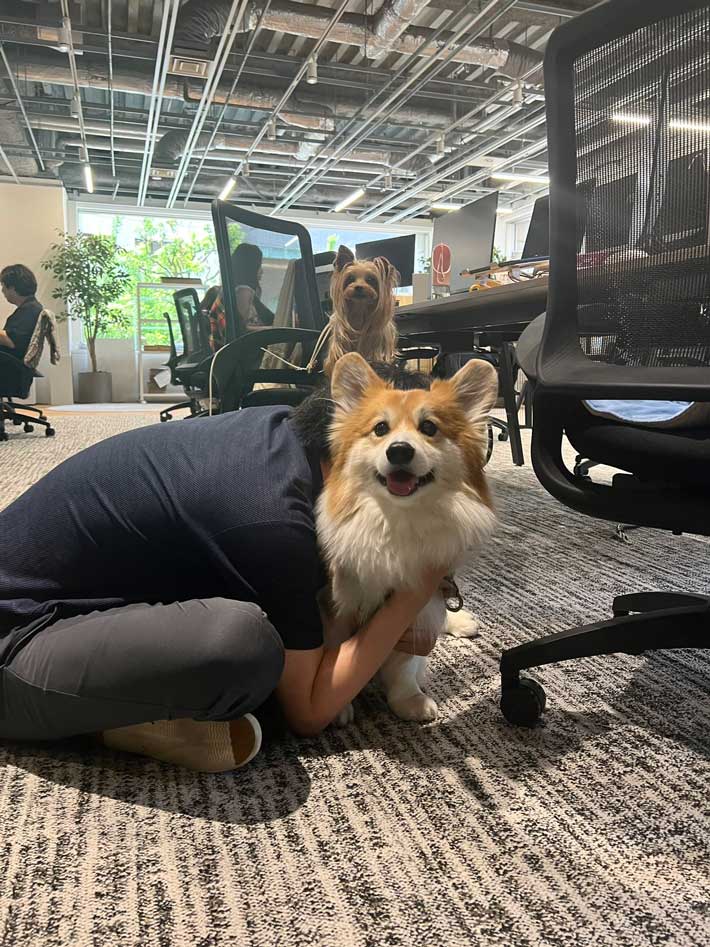 犬の画像