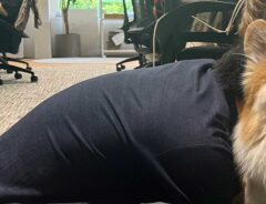 犬の画像