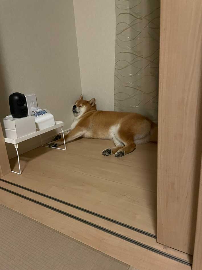 犬の画像