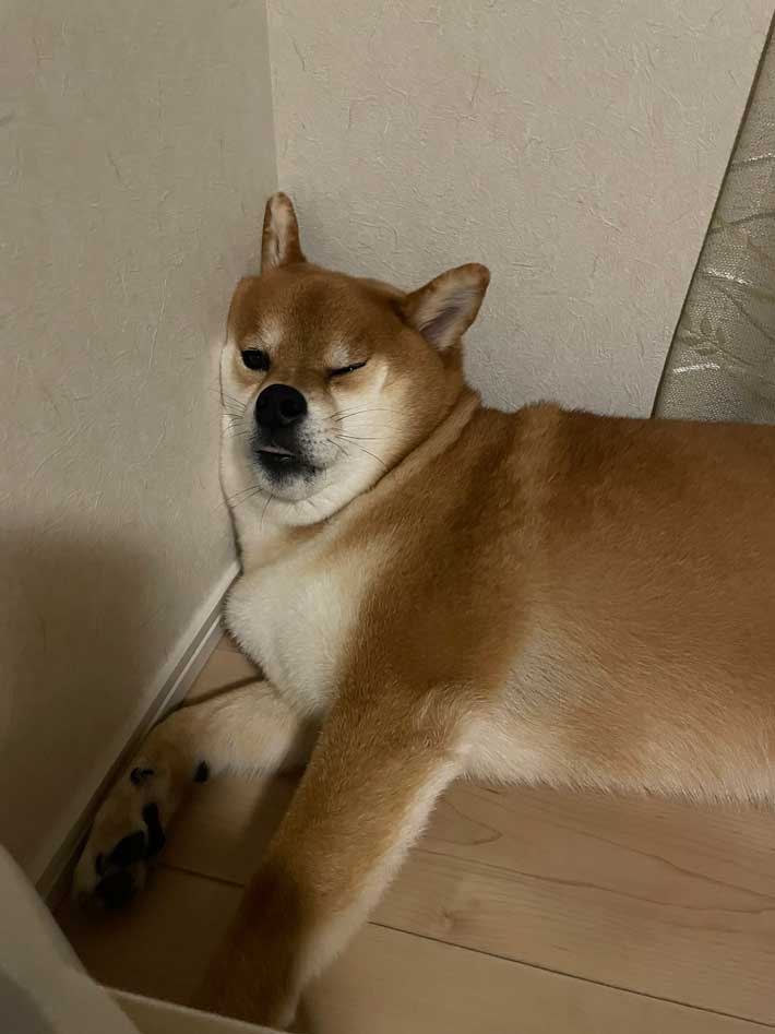 犬の画像