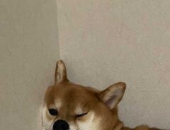 犬の画像