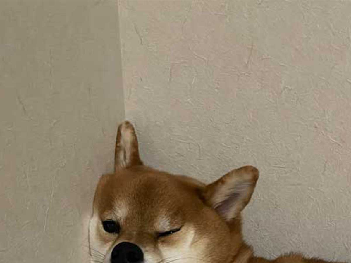 犬の画像
