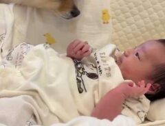 赤ちゃんの画像