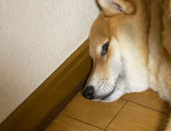 柴犬の写真