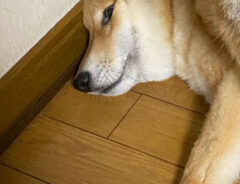 柴犬の写真