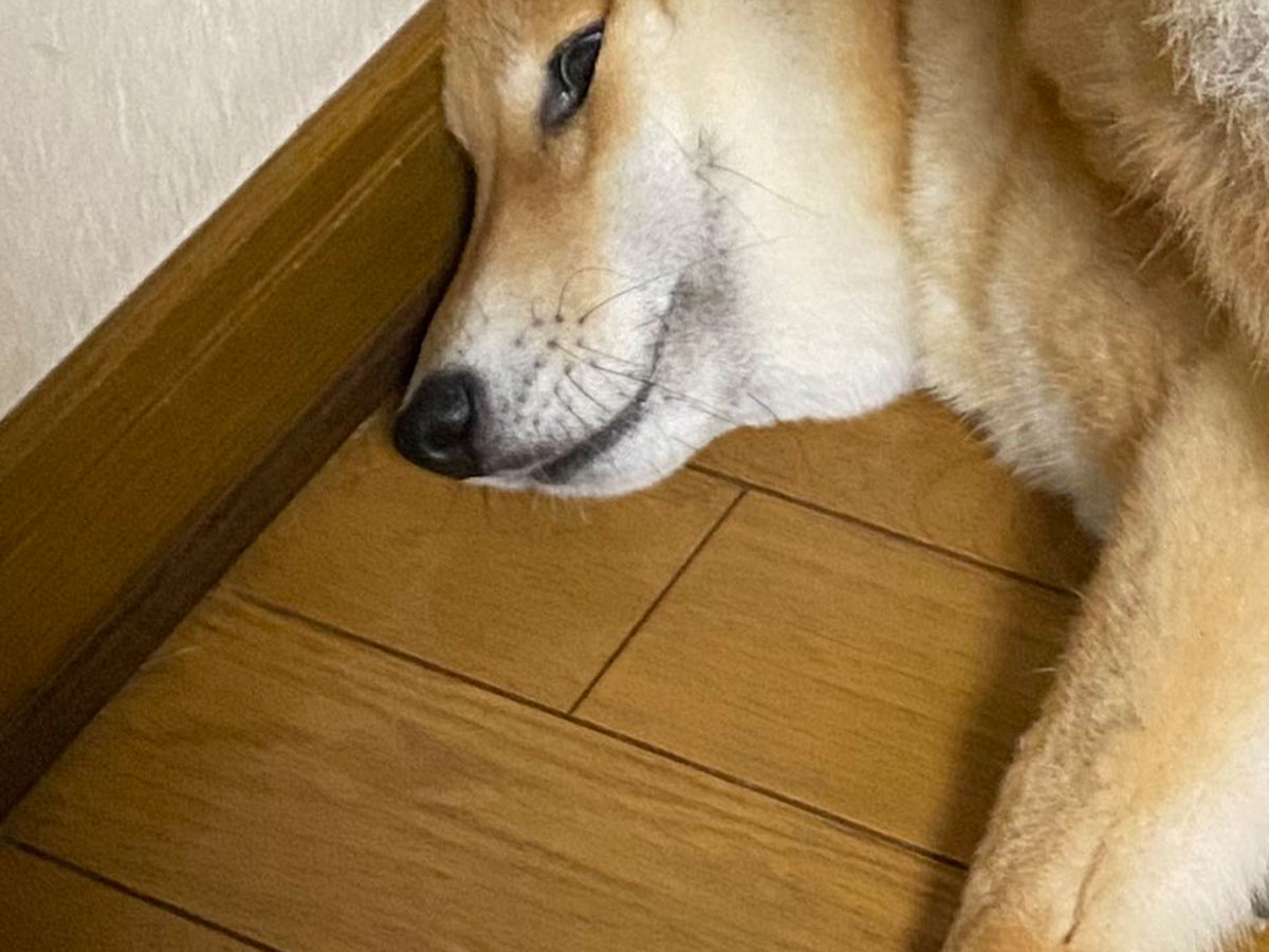 柴犬の写真