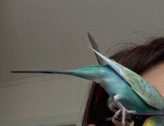 鳥と飼い主