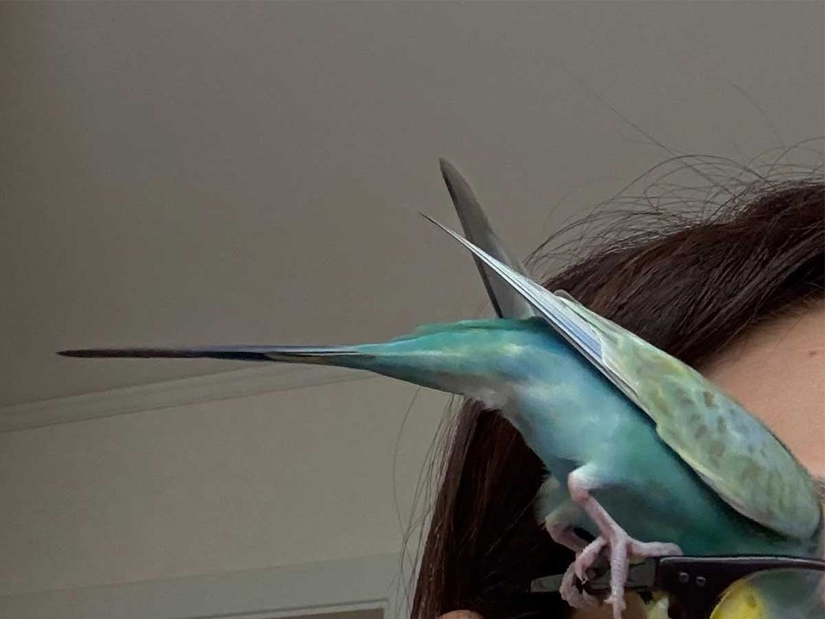 鳥と飼い主