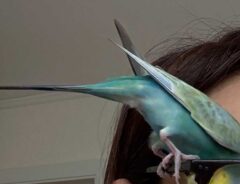 鳥と飼い主