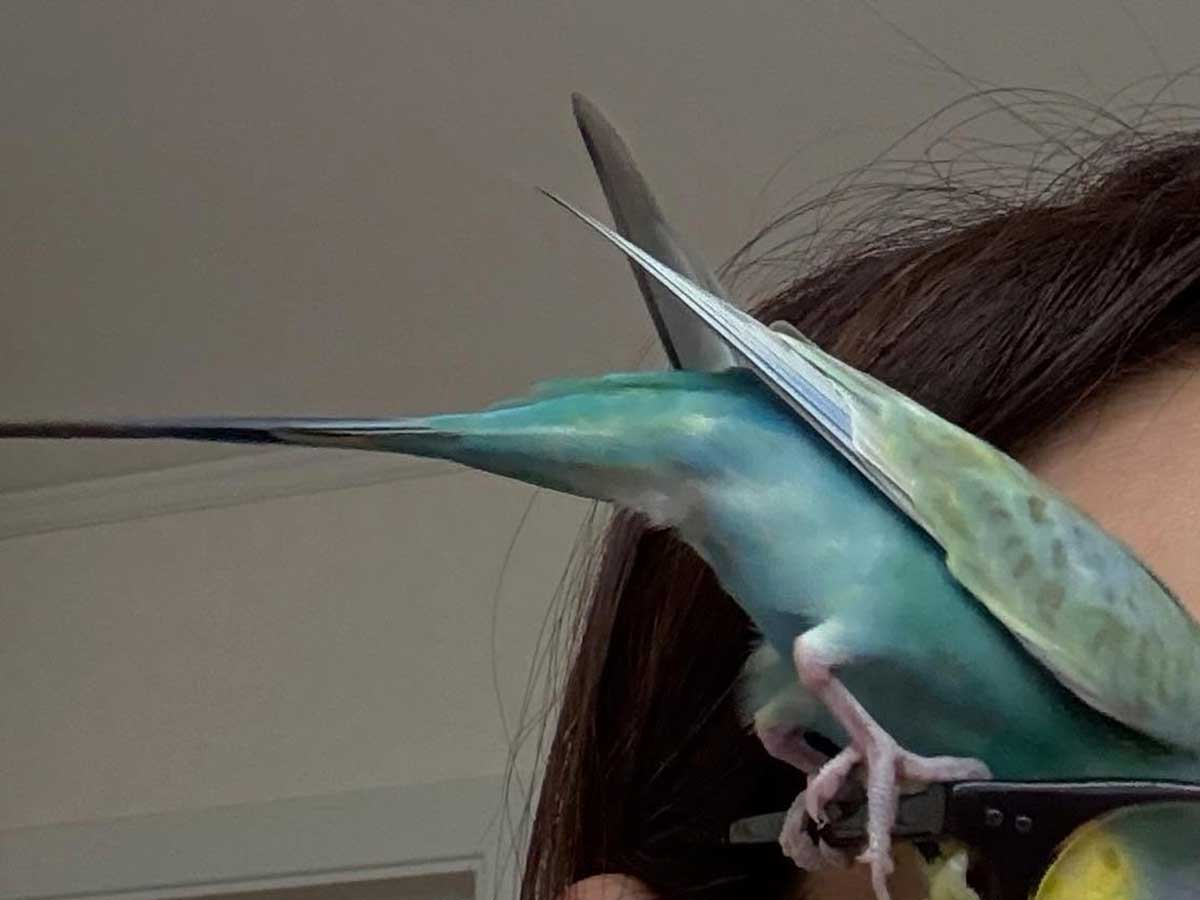 鳥と飼い主