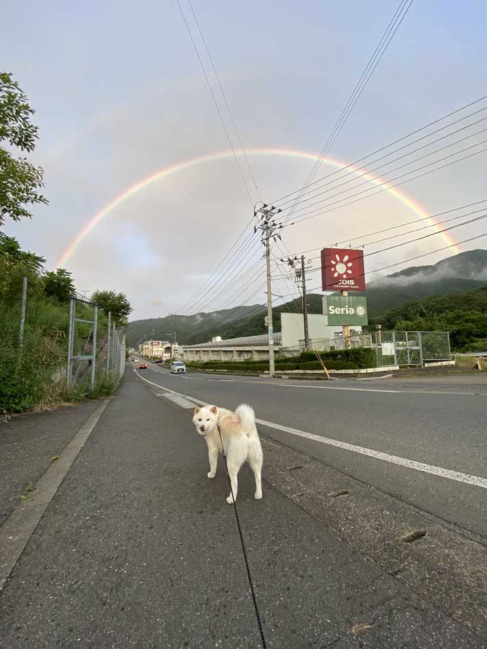 柴犬と虹