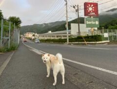 いつも通りの散歩、ではなく？　振り返る柴犬の上に現れたのは…