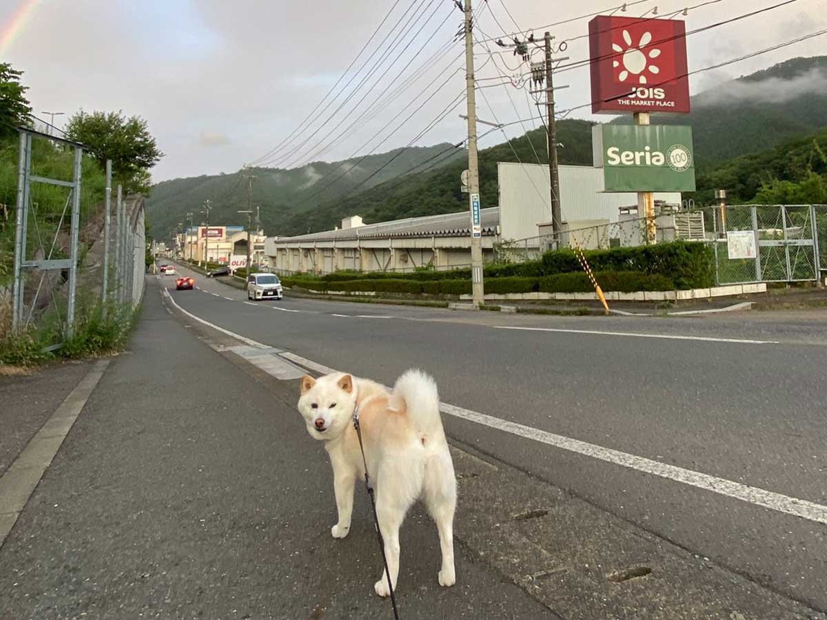 柴犬