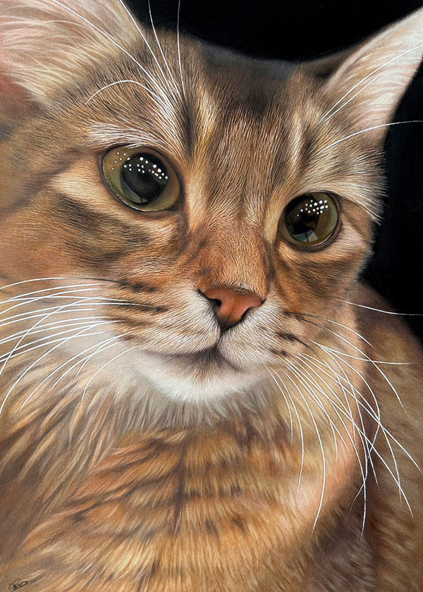 色鉛筆で描かれた猫の写真