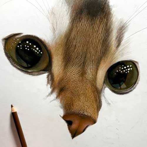 色鉛筆で描かれる猫の写真