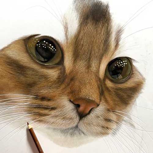 色鉛筆で描かれる猫の写真