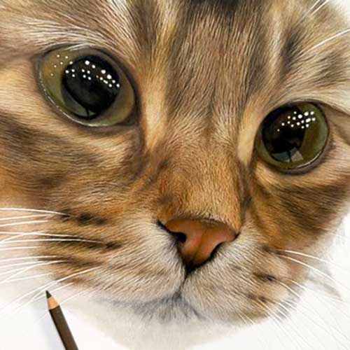 色鉛筆で描かれる猫の写真
