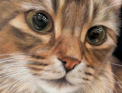 猫を描いた絵の写真