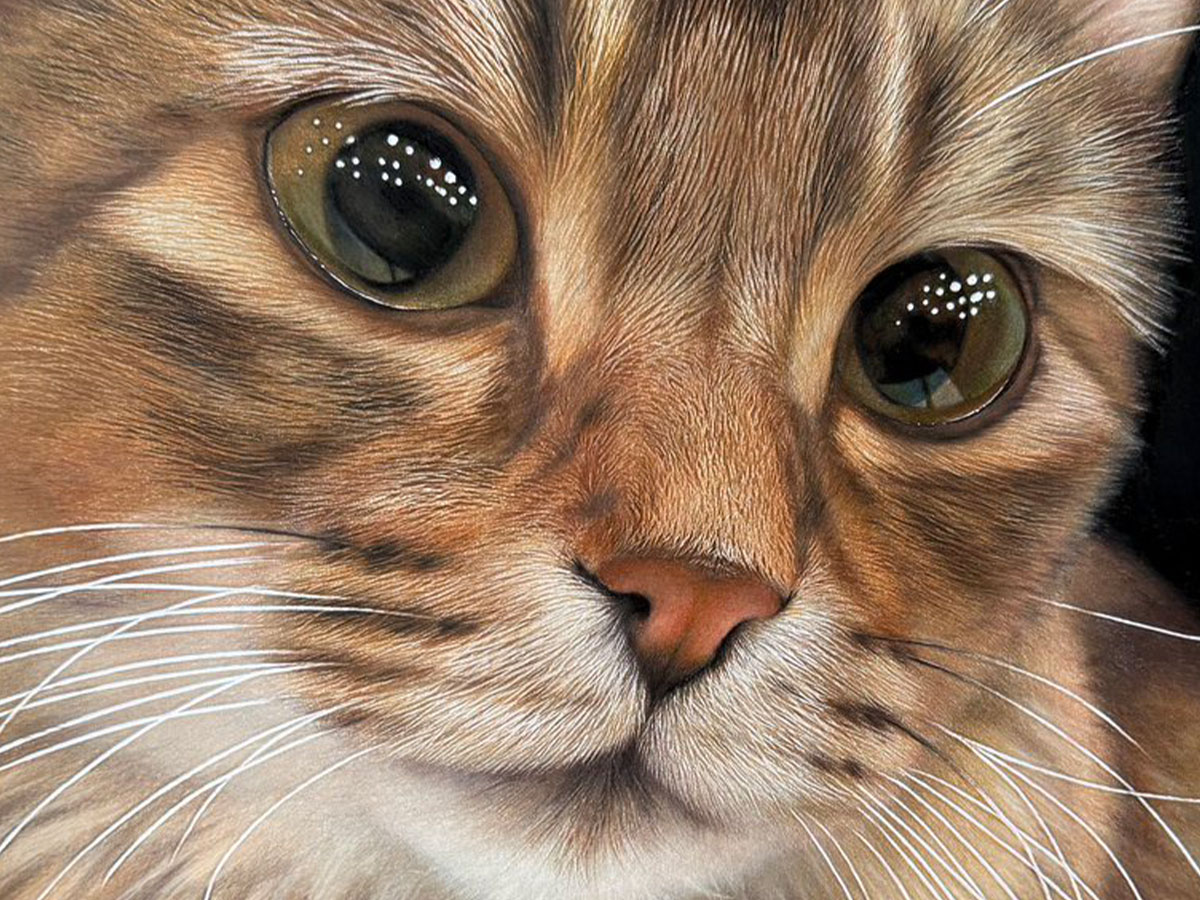 猫を描いた絵の写真