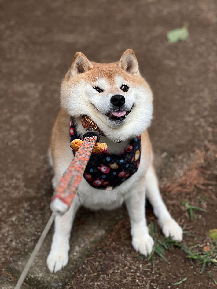 柴犬の写真