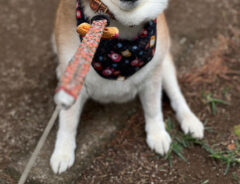 柴犬の写真