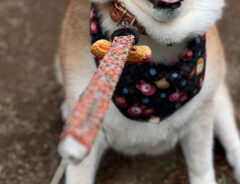 柴犬の写真