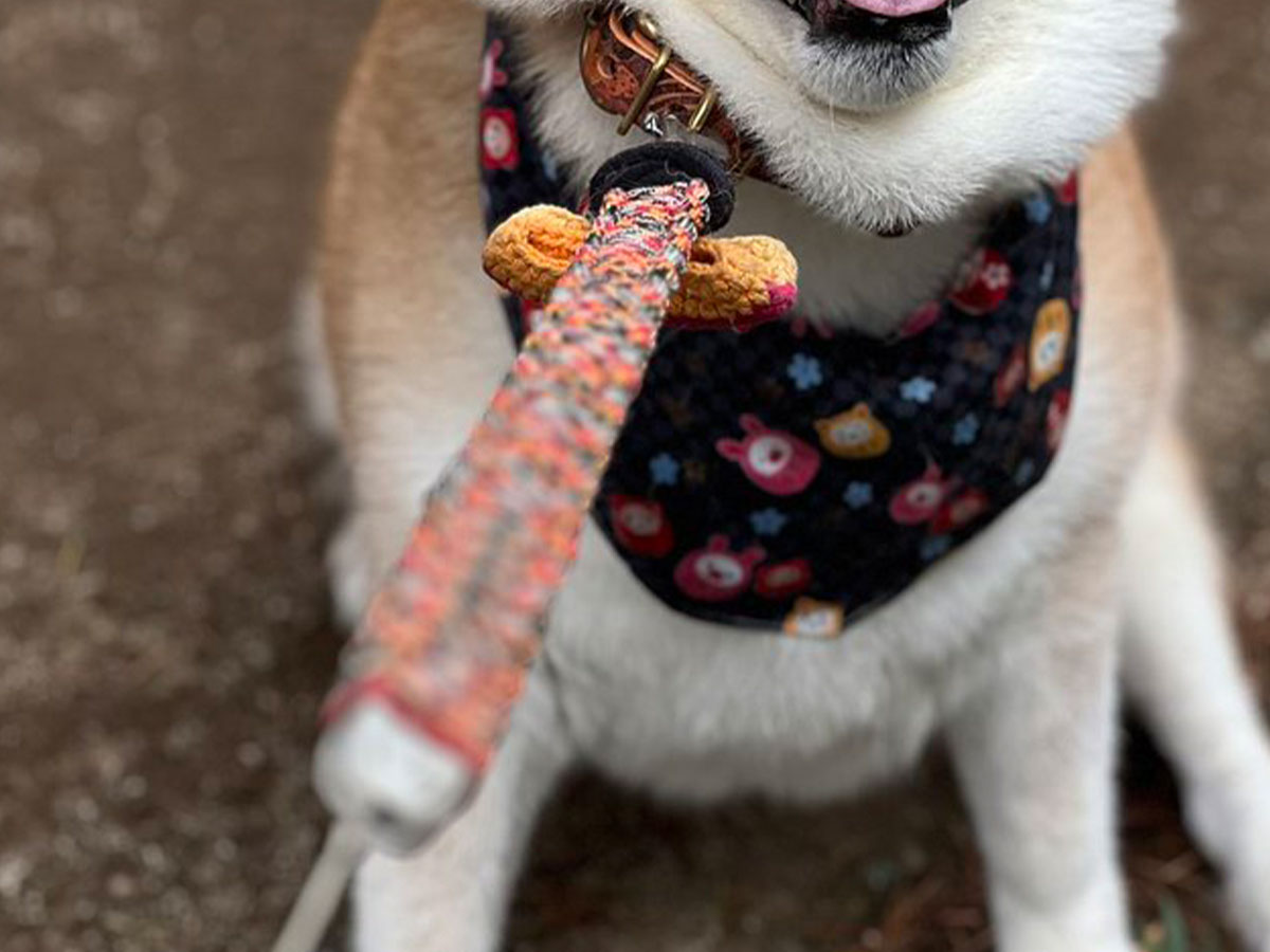 柴犬の写真