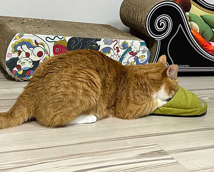 猫の写真