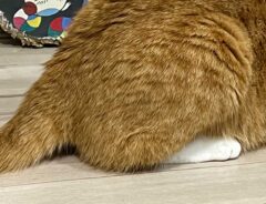 猫の写真