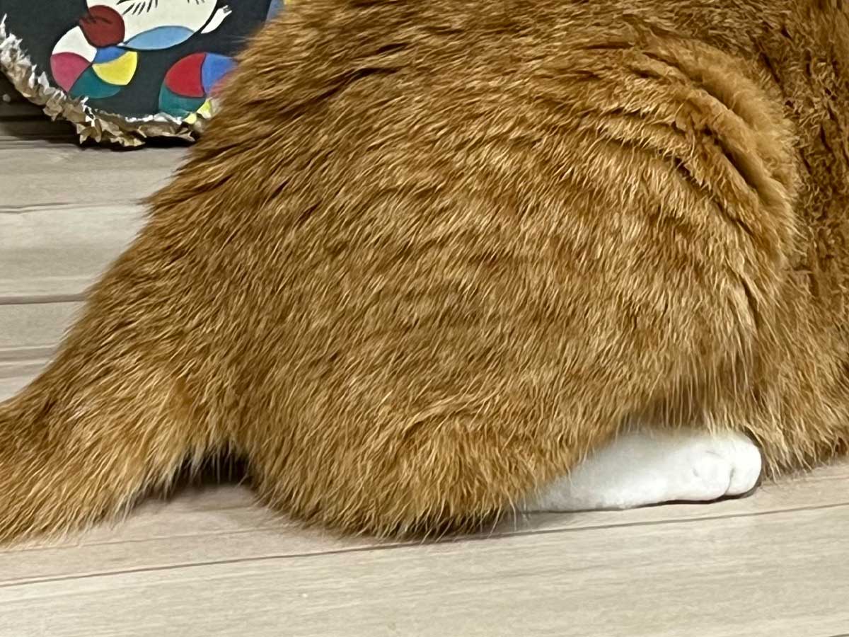 猫の写真