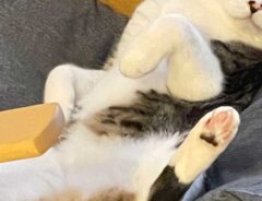 猫の写真