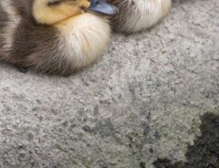 カルガモの画像